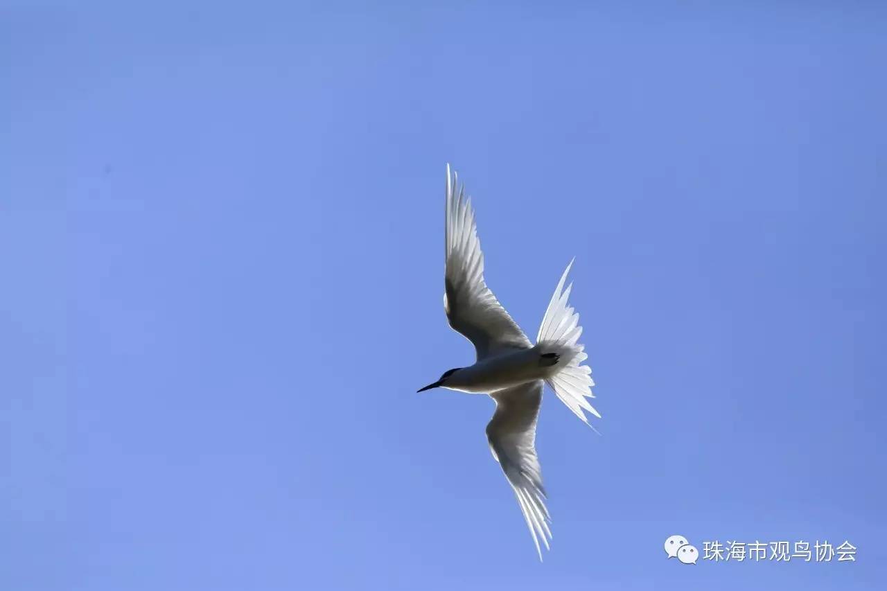九州岛生物多样性调查发现珠海市鸟类新纪录白脸鸻