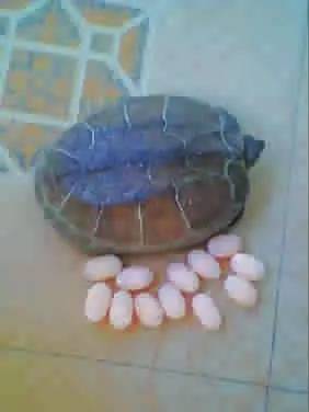 世界上最神奇的蛋 乌龟蛋