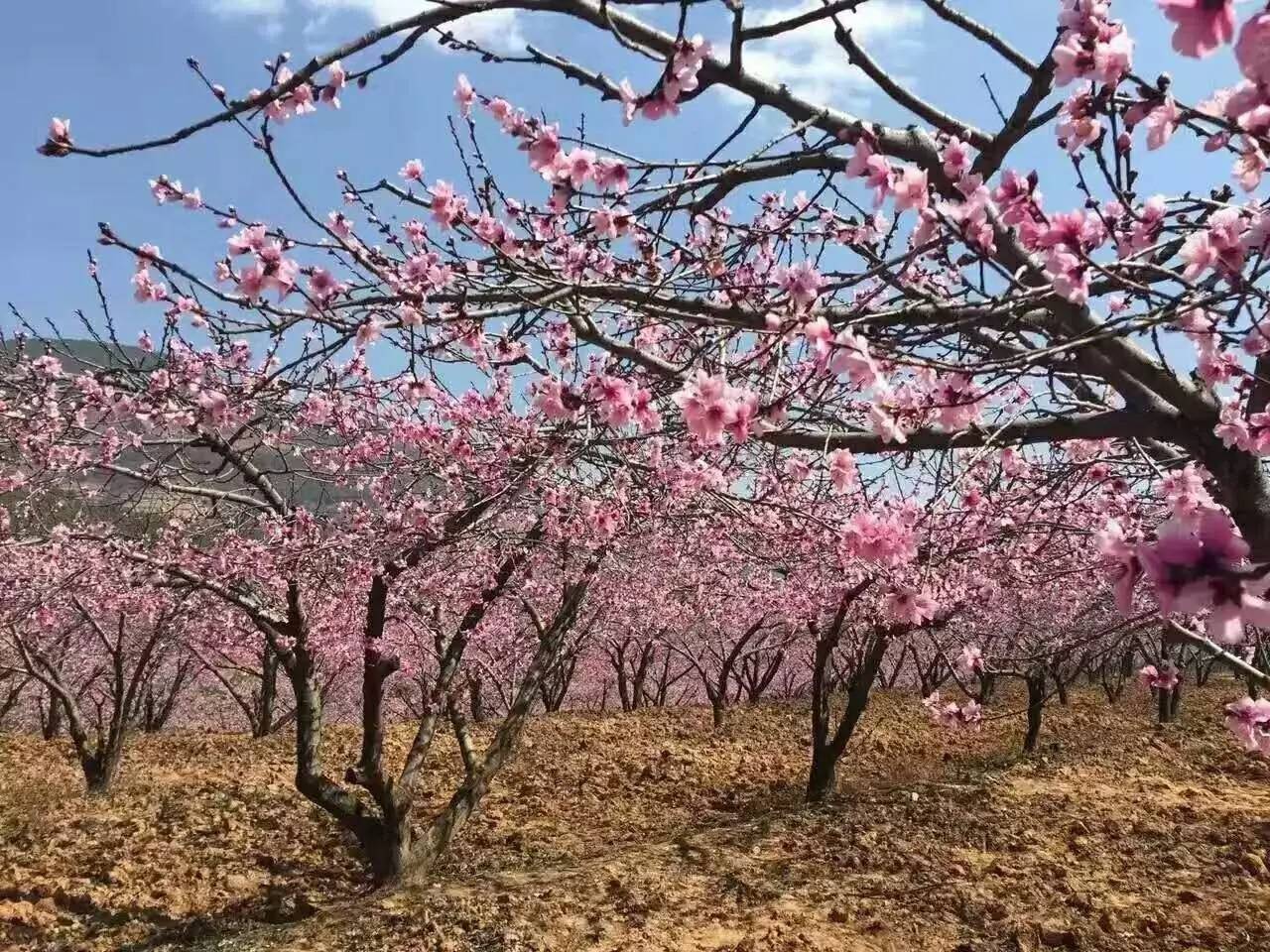 宁南桃花村桃花源盘桃熟了熟得那么令人桃醉