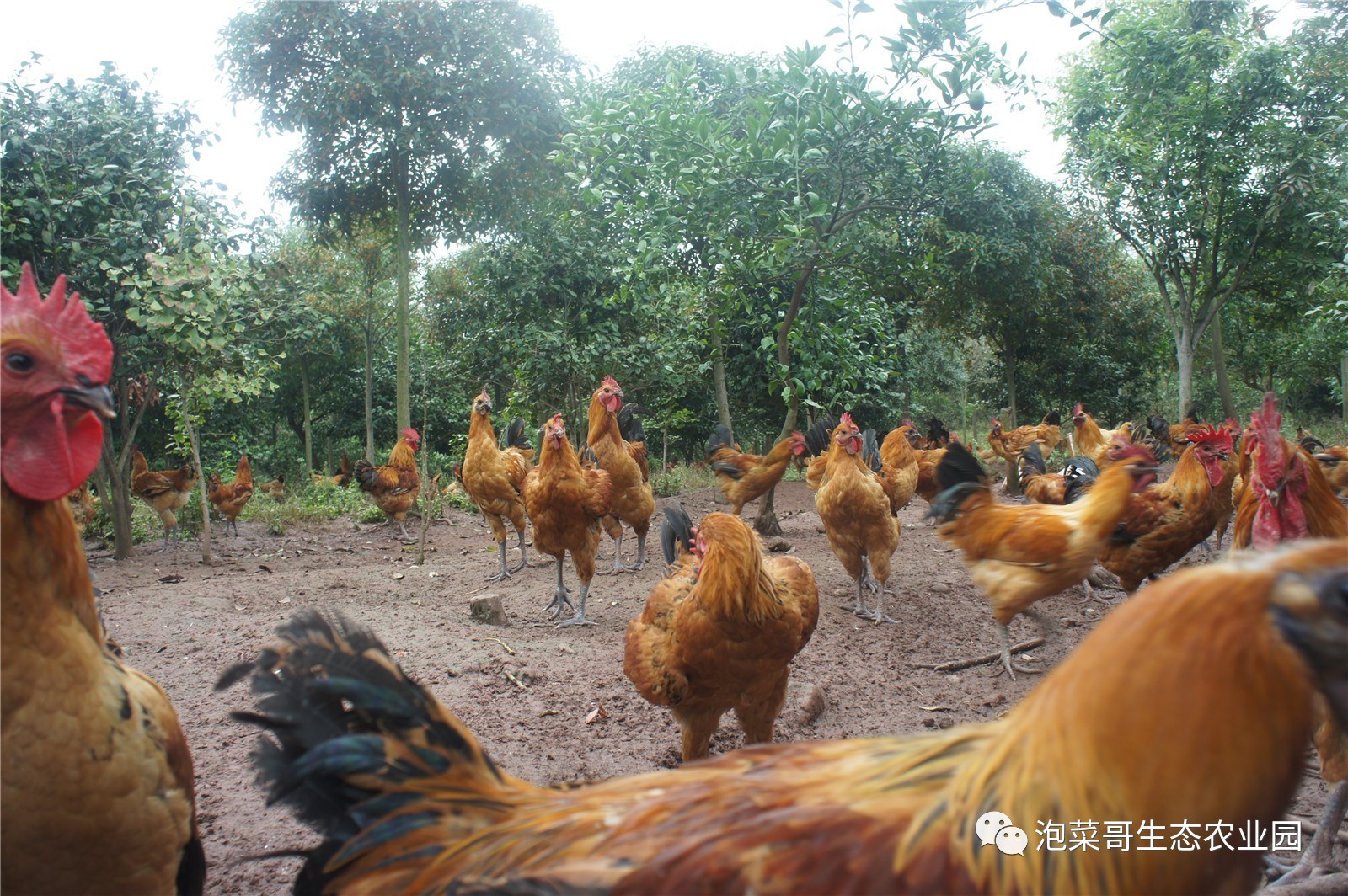 养鸭场,主要养殖有:花边鸭,麻鸭,白毛鸭等,放养于专业的养鸭场,主要