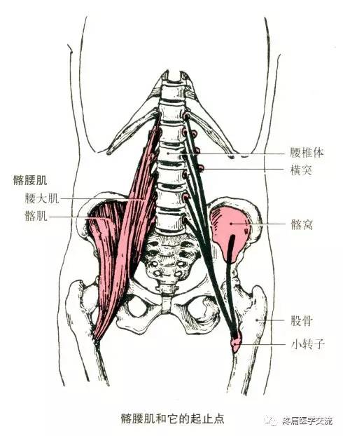 人体解剖全集