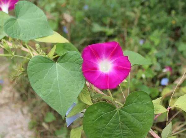 霸占街边花坛的喇叭花才不是牵牛花呢