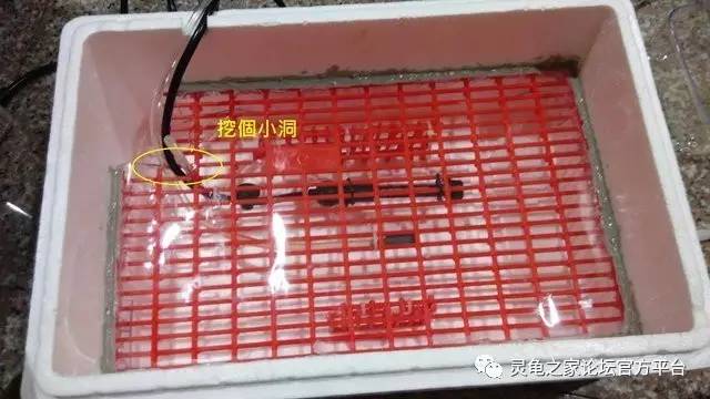 diy省钱大作战 自制简易龟卵孵化箱