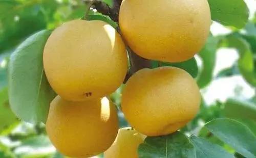 最便宜的梨_河北水晶梨鸭梨是河北梨果产地便宜的梨 梨