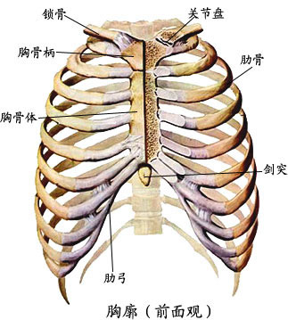 内衣勒的肋骨疼_肋骨外翻图片