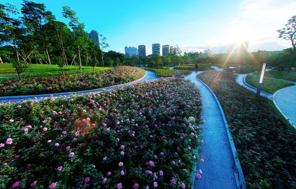 溢满花香的玫瑰园