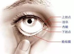 眼泪主要是由眼窝外上方的泪腺所分泌,它经由下眼睑缘流向眼睛内侧的