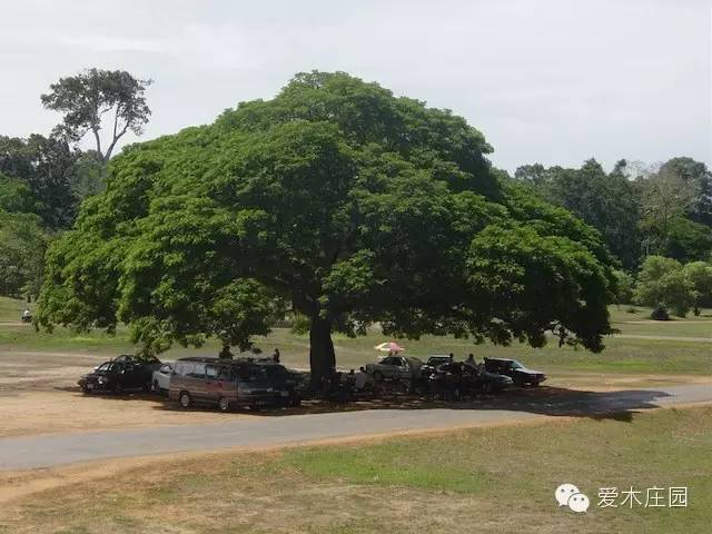 实战雨树筷子苗20年成就经典盆景