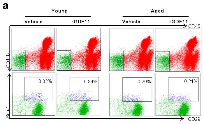gdf11通过激活破骨细胞发生和抑制成骨细胞分化来降低
