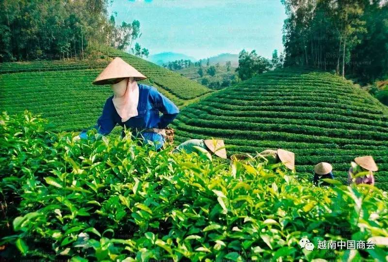 越南农业面临GDP增速3.05%的挑战_搜狐财经