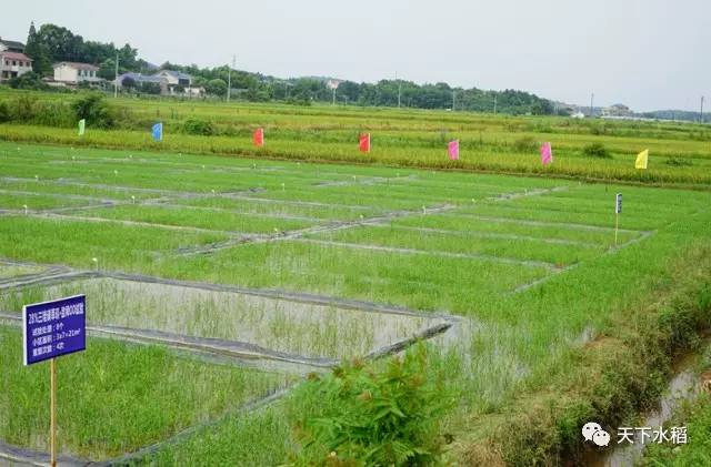 水田除草剂是什么原理_玉米打什么除草剂最好