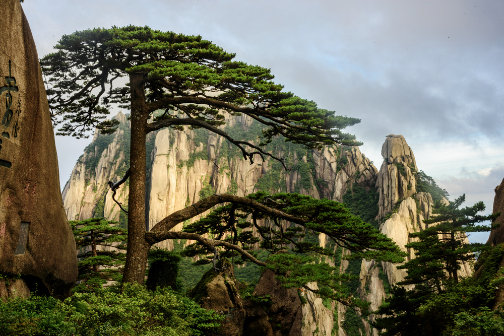 黄山玉屏景区治愈心灵的两峰两松