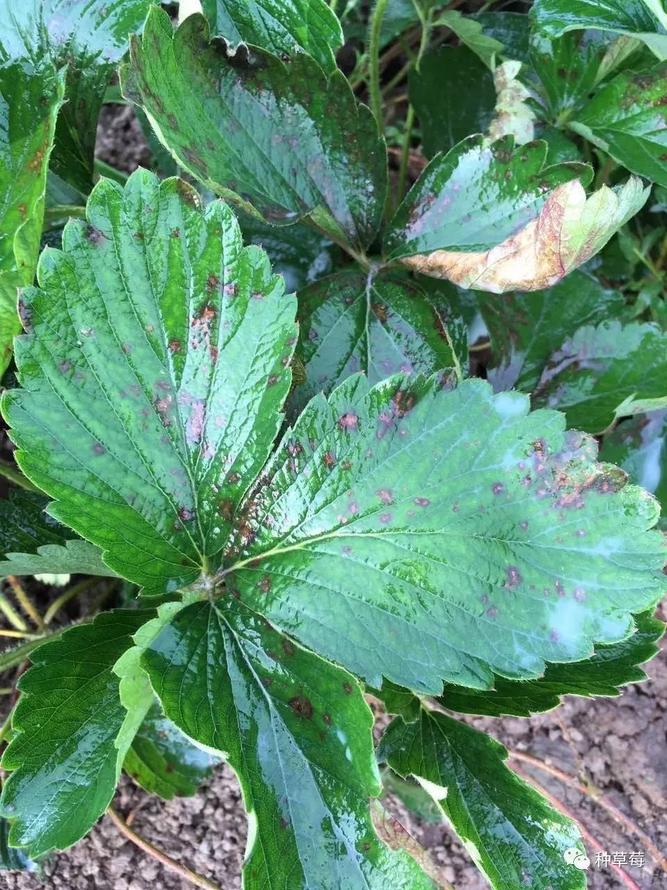 草莓蛇眼病主要危害叶片,大多发生在老叶上,叶柄,果梗,浆果也可受害.