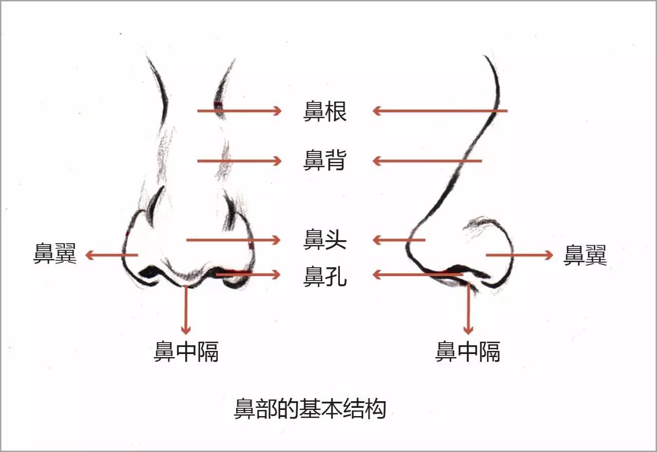 no.1▼鼻部的倾斜度要找好.