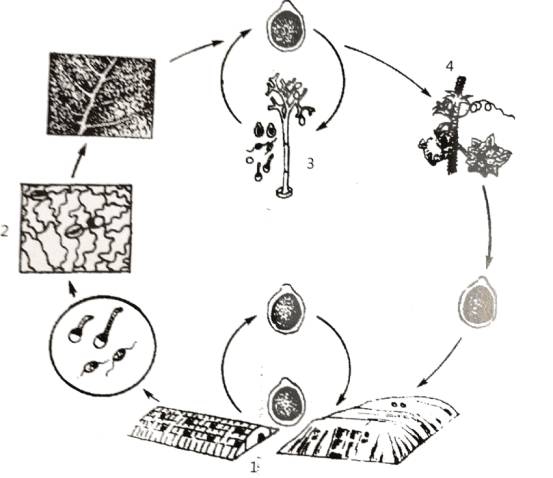 图:黄瓜霜霉病病害循环(1,病菌;2,叶片发病;3,产生孢子囊;4,传播