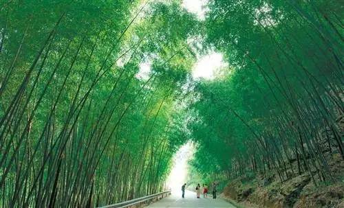 百里竹海有14万亩的成片竹林,竹类品种37个,面积119平方公里,为巴渝第