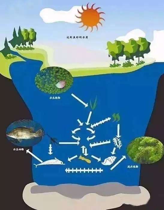 六大水环境生态修复技术分析