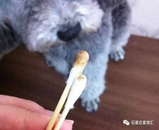 益健康 狗狗有耳垢 掏前需谨慎