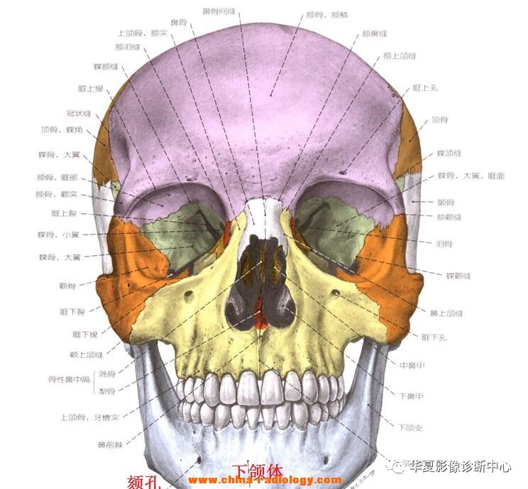 《影像基础—最全颅缝解剖