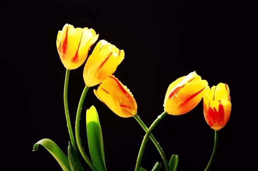 滋养生命五朵花 ------萨提亚课程感想