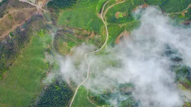 茶园婚纱基地_茶园基地图片