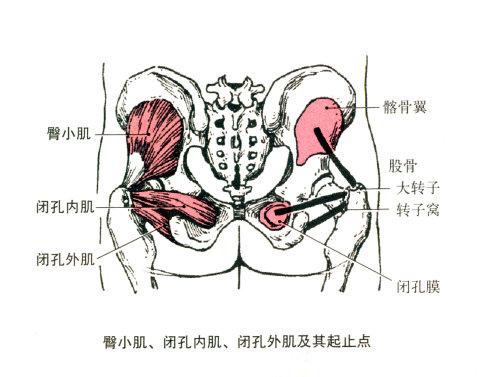 起点:髂骨翼外面. 止点:股骨大转子.