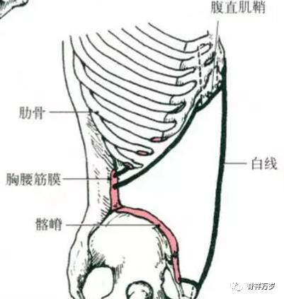 肌纤维由后外下向前内上斜行. 起点:胸腰筋膜,髂嵴和腹股沟韧带外侧.