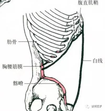 止点:第10～12肋骨下缘和白线,其腱膜参与构成腹直肌鞘前,后壁.