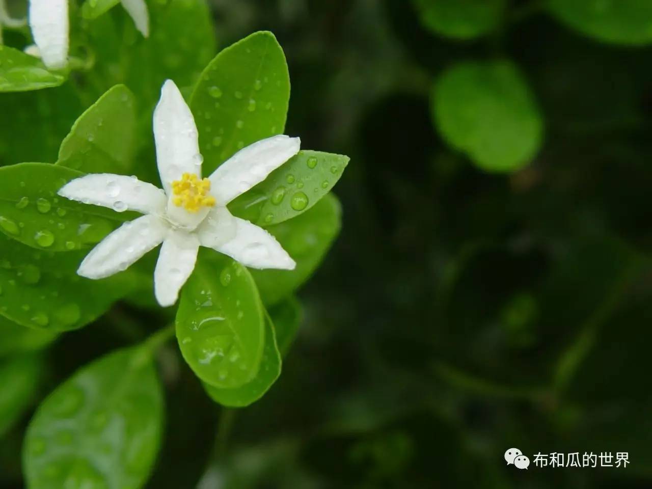 金桔树悄然花开