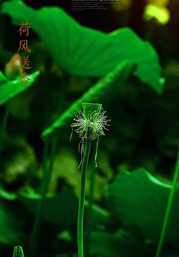 洋湖提醒丨今日大暑 一年中最热的节气来了