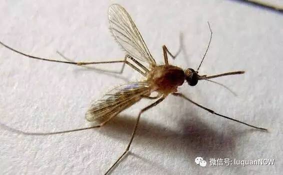 普通蚊子跟有毒蚊子的区别,咬了该怎么办?