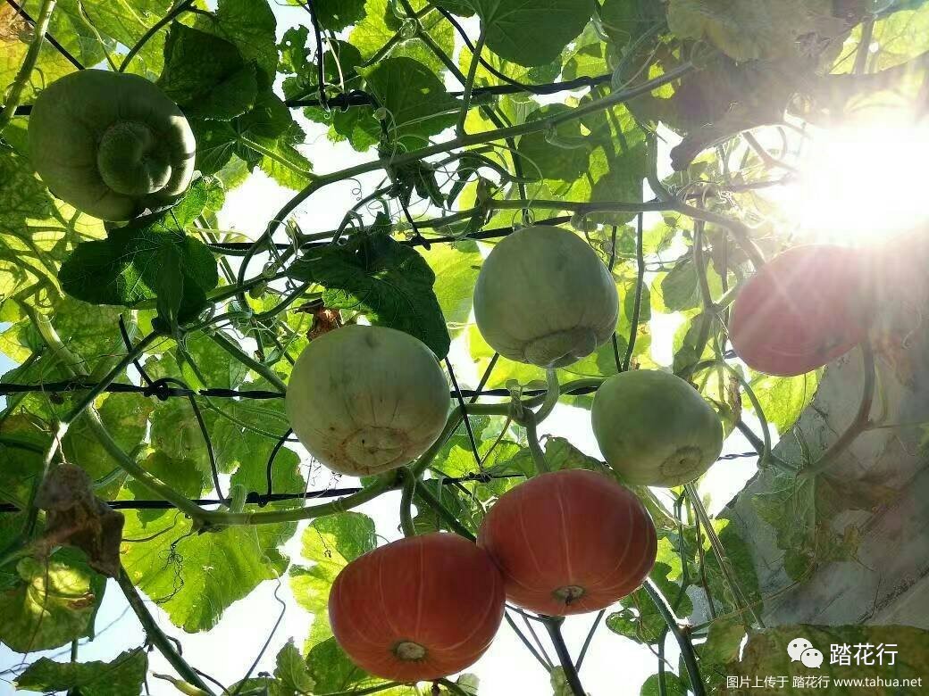 架上累累悬瓜果风吹瓜叶花两朵