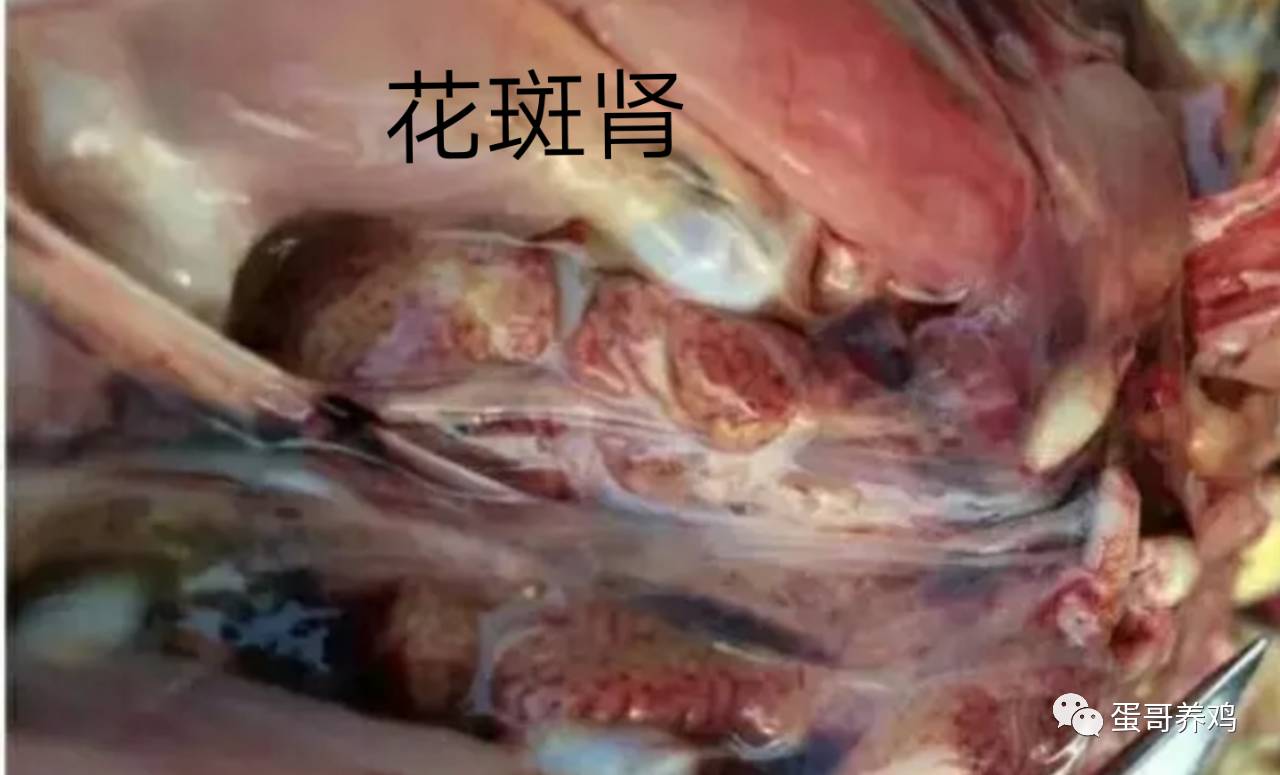 3.肾脏肿大,可见典型的花斑肾.