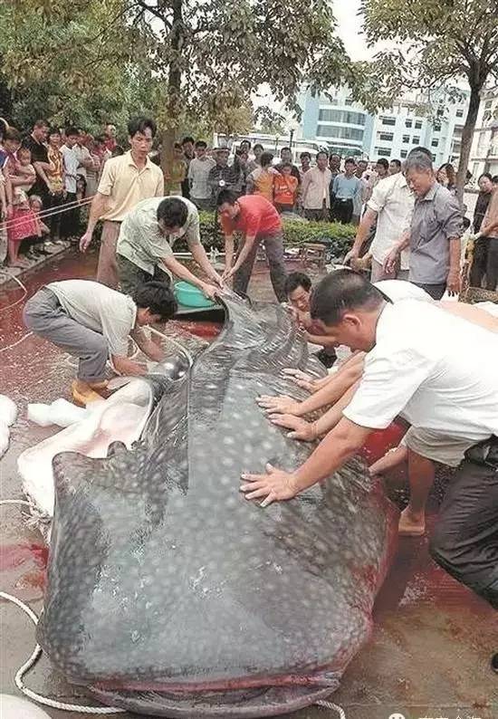 辟谣| 网传溢泉湖水库有巨型食人鱼?假的!