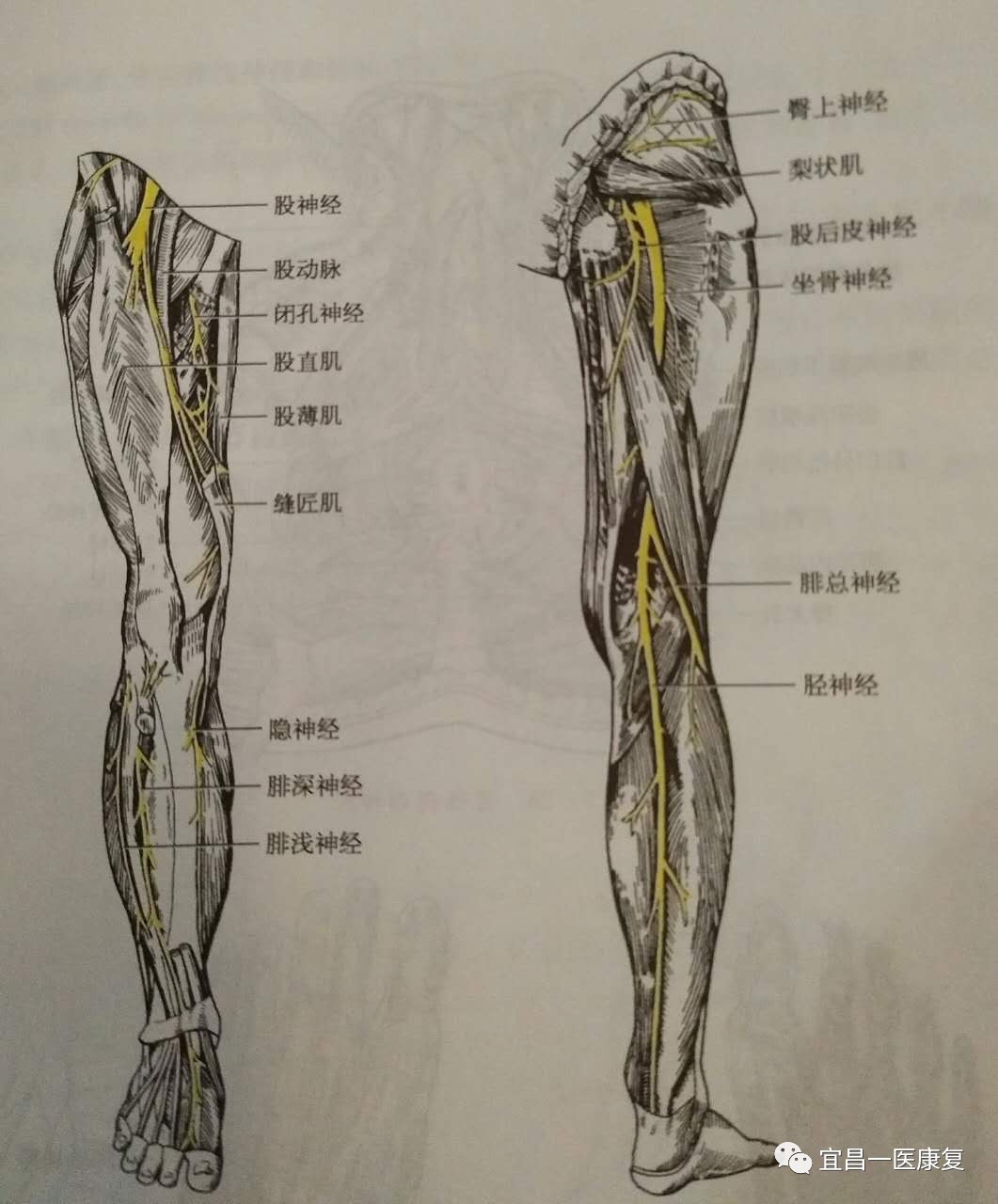 图339 小腿神经（外侧面观）-人体解剖组织学-医学