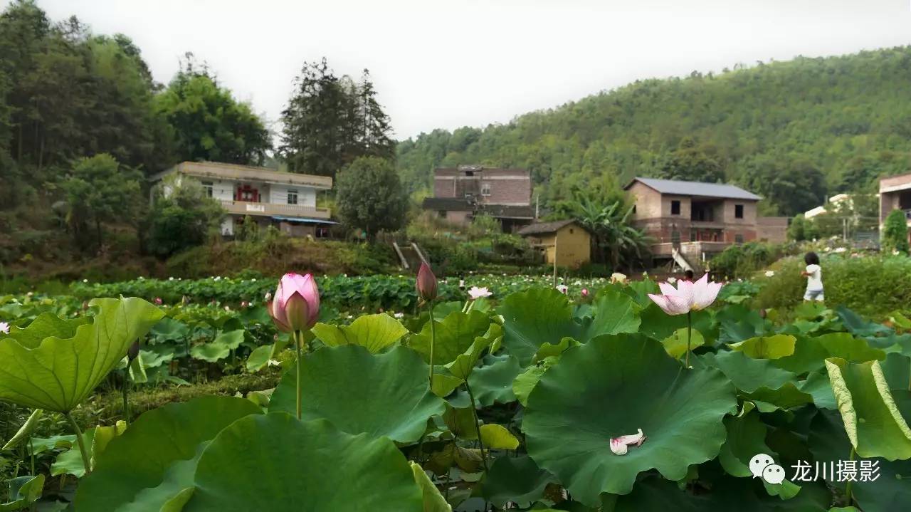 麻布岗小长沙的夏天是一首绿色的诗~家在农村,真好!