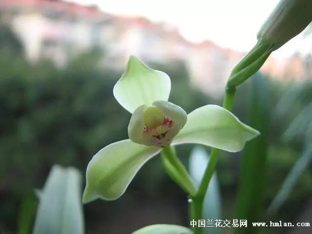 夏天建兰清香一夏含玉