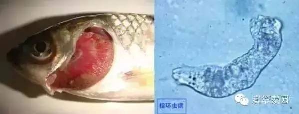 高清图:23种常见鱼类寄生虫,不看后悔