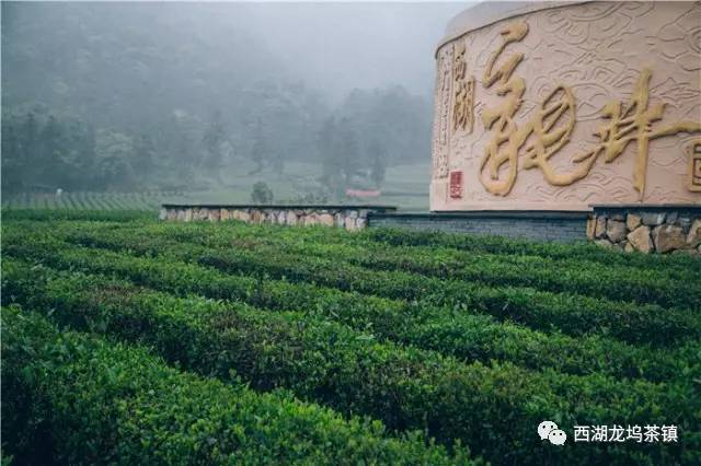 产区的才能叫西湖龙井/不是所有龙井都能叫西湖龙井/:茶就是龙坞之魂