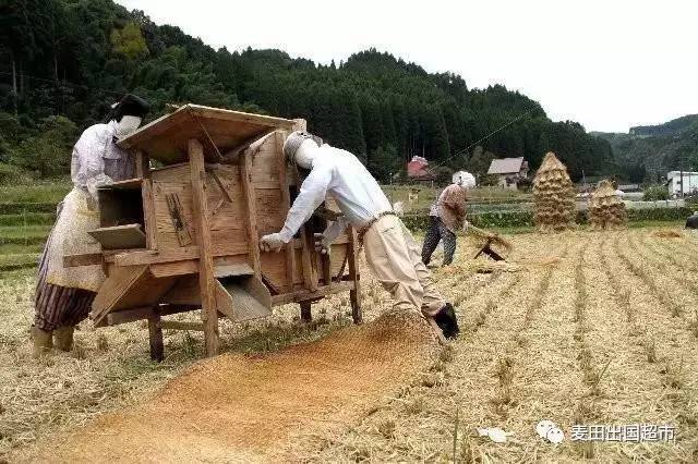 日本农民的日常 日本的农业工业化程度很高,很多都是由机械.