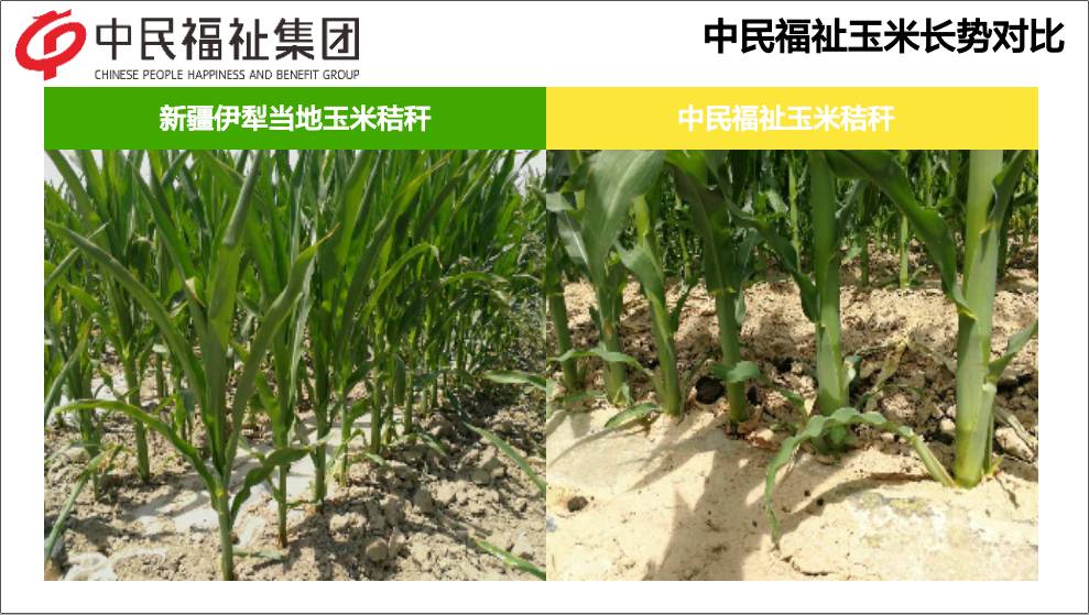 新疆可克达拉玉米项目说明