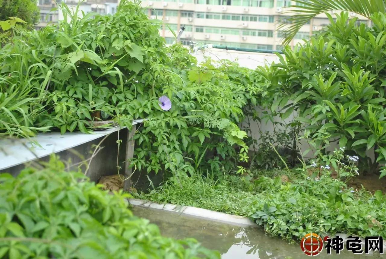 龟池欣赏爱到深处自然给龟造一个仿生态龟池