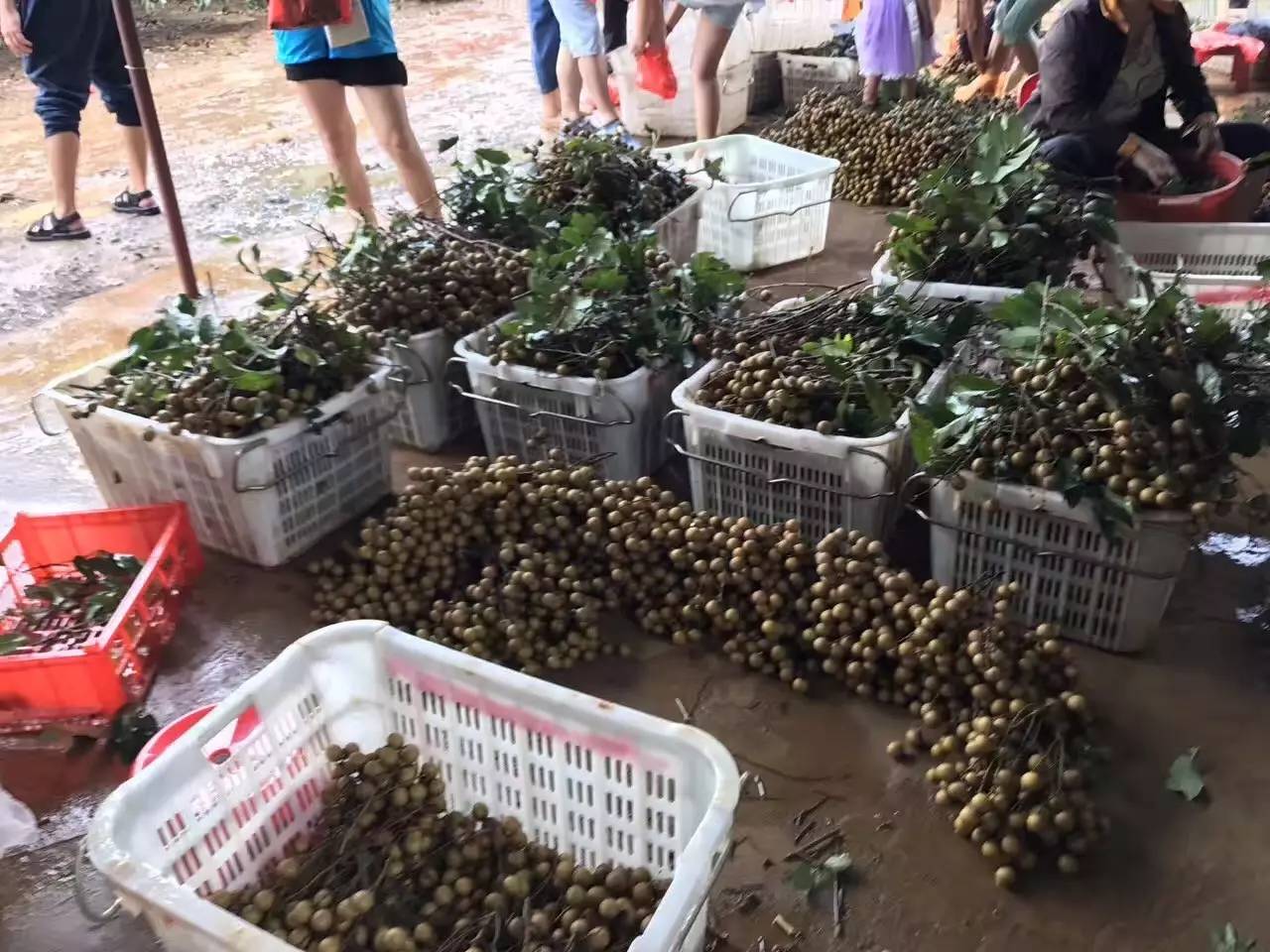 回顾 摘龙眼,趣味赶海一日游照片分享