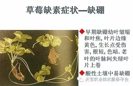 5,苹果,葡萄,柑橘等果树:缩果病,落花,落果,裂果,畸形果,厚皮果,僵果