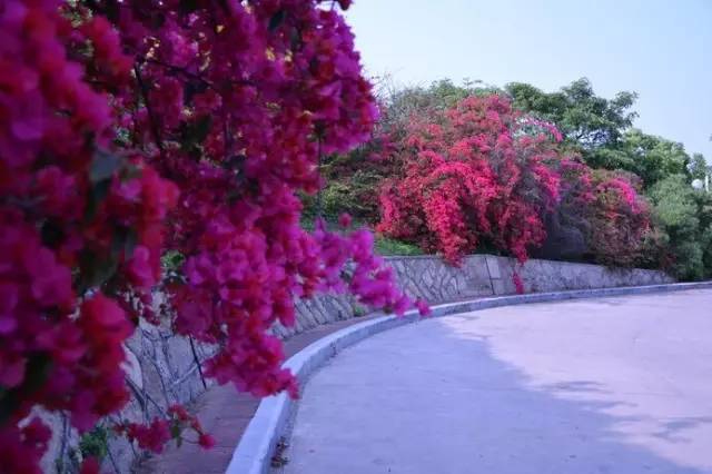 搭桥节傣族小卜少俐侎人 采茶佤族 甩发舞这儿的人临沧花果山城市森林