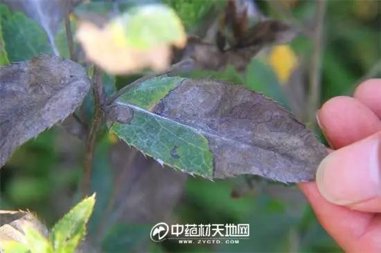 湖北英山苍术当归和柴胡病虫害情况调研