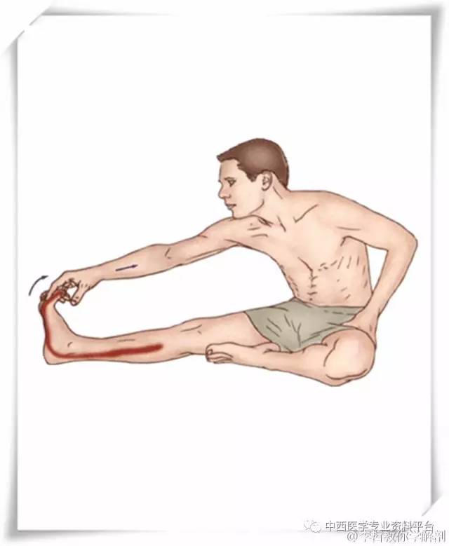 盆部和大腿肌肉拉伸图片大集锦