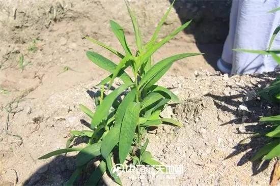 湖北英山苍术当归和柴胡病虫害情况调研