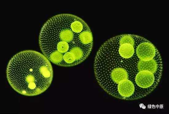 在地球生物圈诞生的初期,原始植物,尤其是最原始的 单细胞藻类植物