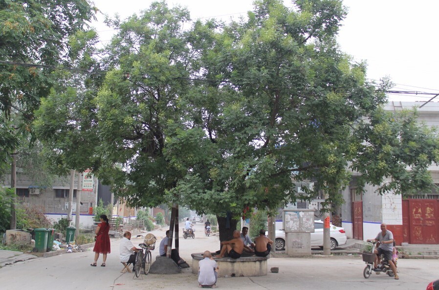 县令在县衙院内栽一棵黑槐树(槐抢榆),另外七兄弟分别在各自据住的相